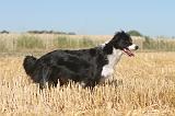 BORDER COLLIE 118